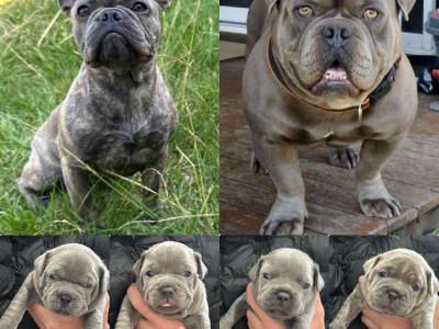 French Bulldog – Greenbank