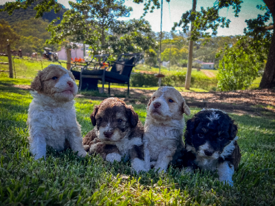 Bordoodle – Bathurst