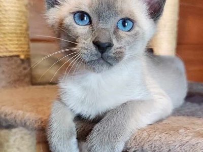 Tonkinese Cat – Broadford