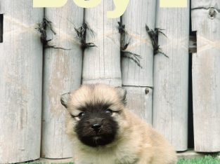 Australian Shepherd – South MacLean