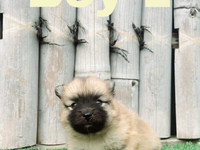 Australian Shepherd – South MacLean