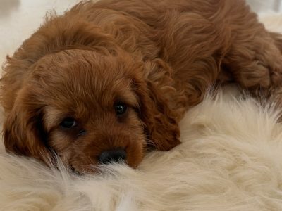 Cavoodle – Dunsborough