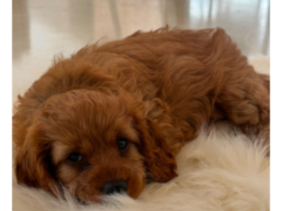 Cavoodle – Dunsborough