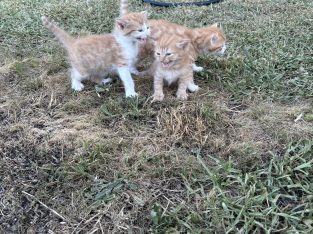 Domestic Short Hair (DSH) – Tarneit