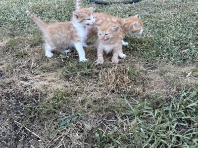 Domestic Short Hair (DSH) – Tarneit