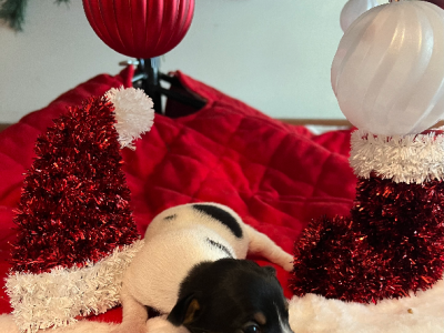 Mini Foxy – Western Australia