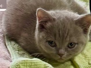 British Shorthair – Whittlesea