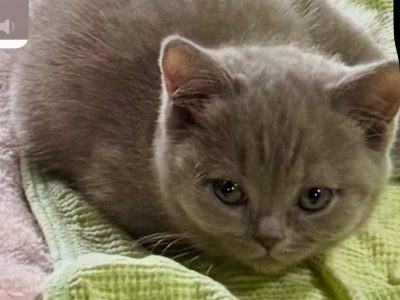British Shorthair – Whittlesea