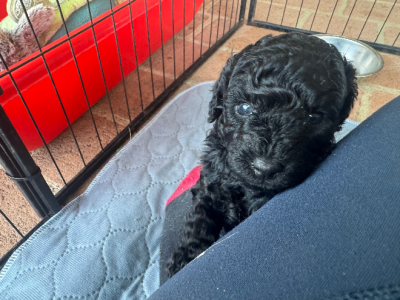 Poodle Mini – Kallangur