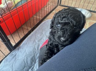 Poodle Mini – Kallangur