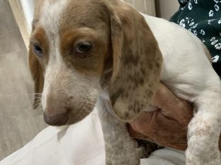 Dachshund – Gatton