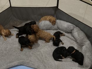 Cavoodle – Morayfield