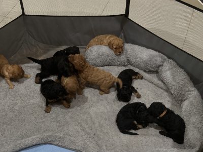 Cavoodle – Morayfield