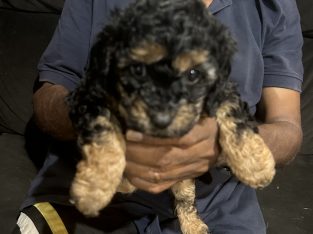 Cavoodle – Morayfield