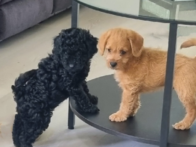 Cavoodle – Everton Park