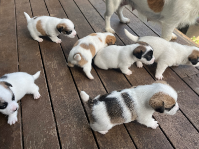 Jack Russell – Gowrie