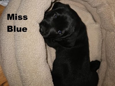 Labradoodle – Craigmore