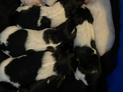 Maltese Shih Tzu – Biloela