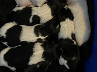 Maltese Shih Tzu – Biloela