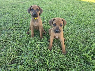 Rhodesian Ridgeback – Childers