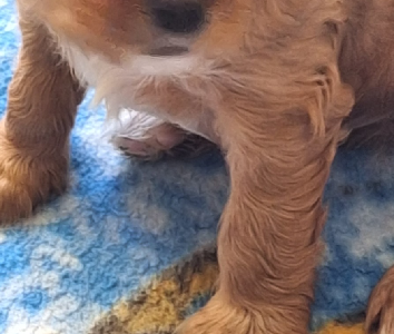 Cavalier King Charles Spaniel – Southern River