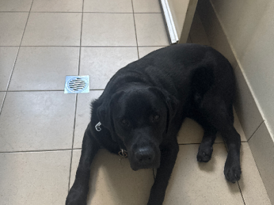 Labrador Retriever – Middleton Grange