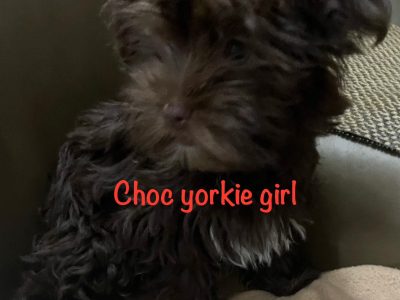Yorkshire Terrier – Rooty Hill