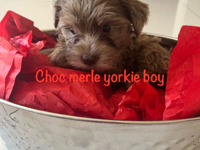 Yorkshire Terrier – Rooty Hill