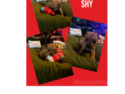 Staffordshire Bull Terrier – Jimboomba