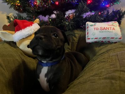 Staffordshire Bull Terrier – Jimboomba