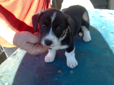 Cardigan Welsh Corgi – Leeton