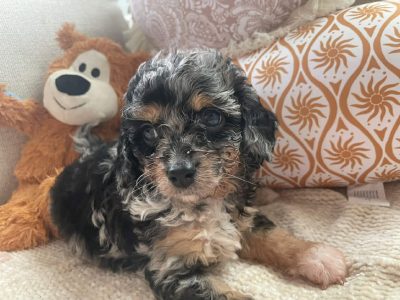 Cavoodle – Yankalilla