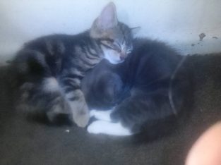 Domestic Short Hair (DSH) – Blackett