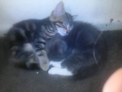 Domestic Short Hair (DSH) – Blackett