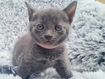 Russian Blue – Kilkenny