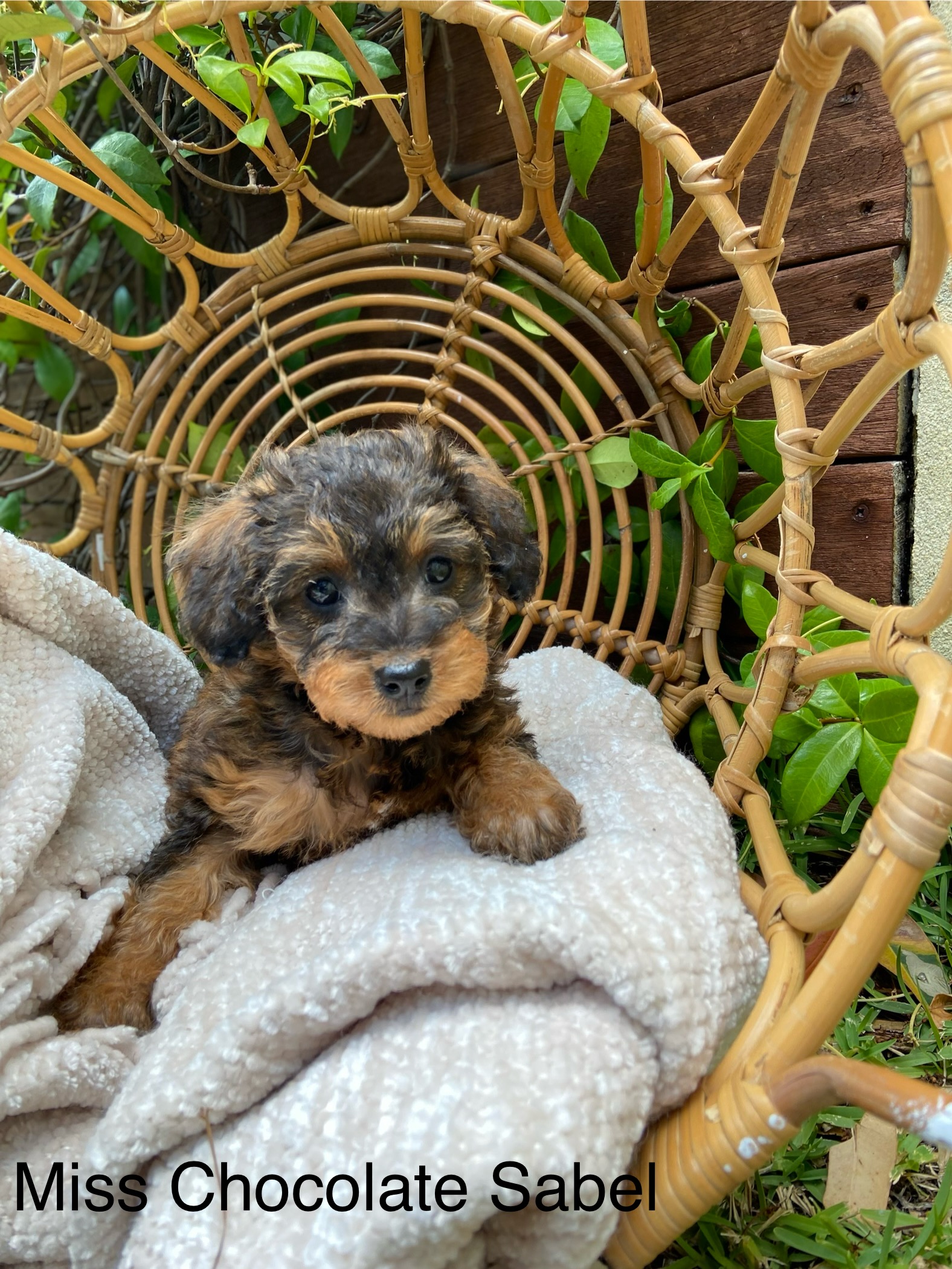 Schnoodle - Perth - PetsForHomes
