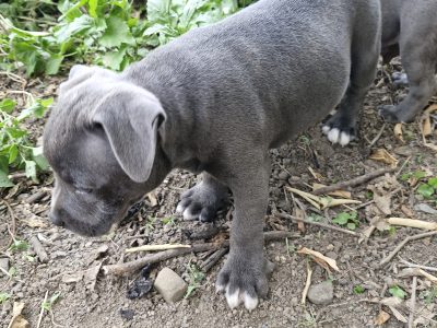 Staffordshire Bull Terrier – Mackay