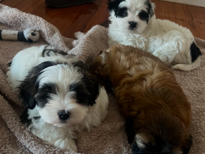 Maltese Shih Tzu – Watsonia