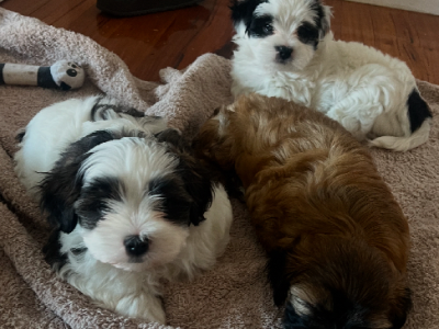Maltese Shih Tzu – Watsonia