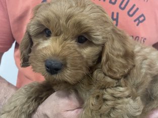 Cavoodle – Wiley Park