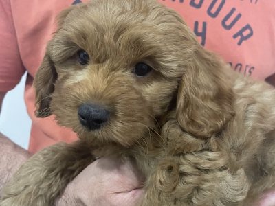 Cavoodle – Wiley Park