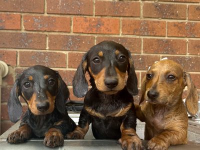 Miniature Dachshund – Caulfield South