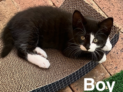 Domestic Short Hair (DSH) – Booragoon