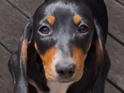 Miniature Dachshund – Narre Warren South