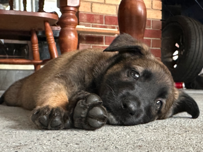 Belgian Malinois – Lynbrook