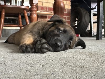 Belgian Malinois – Lynbrook