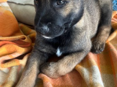 Belgian Malinois – Lynbrook