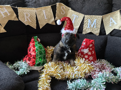 Belgian Malinois – Lynbrook