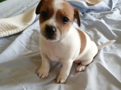 Fox Terrier – Rosewood