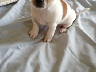 Fox Terrier – Rosewood